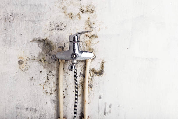Best Office Mold Removal Services  in Hollymead, VA