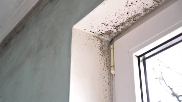 Best Toxic Mold Removal  in Hollymead, VA