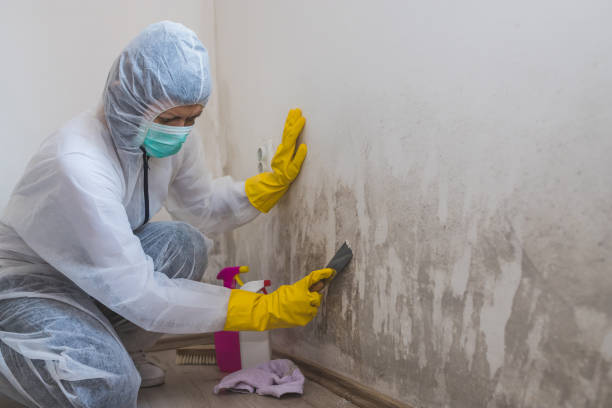 Best Crawl Space Mold Removal  in Hollymead, VA