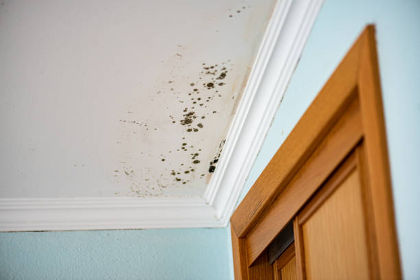 Best Residential Mold Removal  in Hollymead, VA
