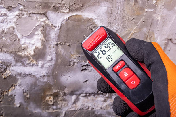 Best Same-Day Mold Removal  in Hollymead, VA