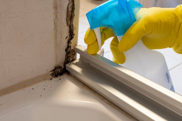 Best Local Mold Removal Service  in Hollymead, VA