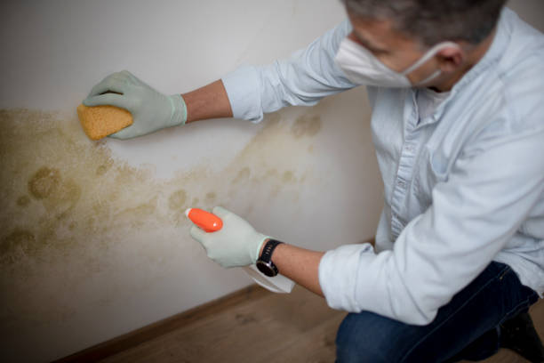 Home Mold Removal in Hollymead, VA