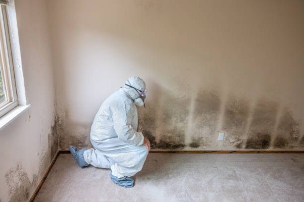 Best Mold Damage Repair  in Hollymead, VA