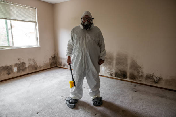 Best Commercial Mold Removal  in Hollymead, VA