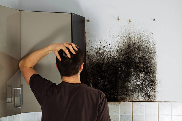 Best Mold Testing  in Hollymead, VA